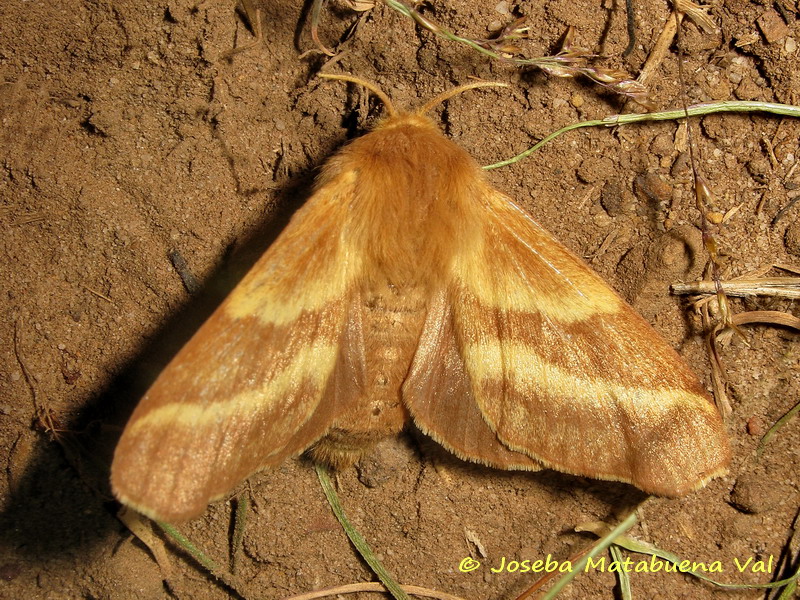 Malacosoma castrensis femmina